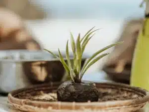 Make & Chill atelier kokedama et brunch