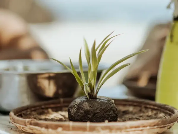 Make & Chill atelier kokedama et brunch